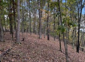 49.76 Acres Dans Run Road, Springfield, WV 26763