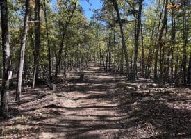 68.79 Ac Harness Run Road, Burlington, WV 26710