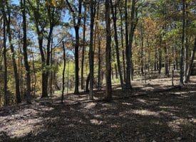 68.79 Ac Harness Run Road, Burlington, WV 26710