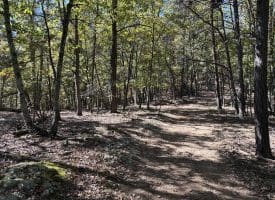 68.79 Ac Harness Run Road, Burlington, WV 26710