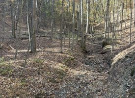68.79 Ac Harness Run Road, Burlington, WV 26710