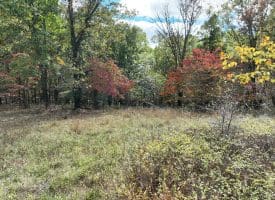 49.76 Acres Dans Run Road, Springfield, WV 26763